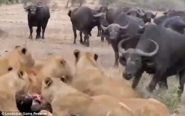 �ki s�r� aras�nda kar��l�kl� kovalamaca ba�l�yor...