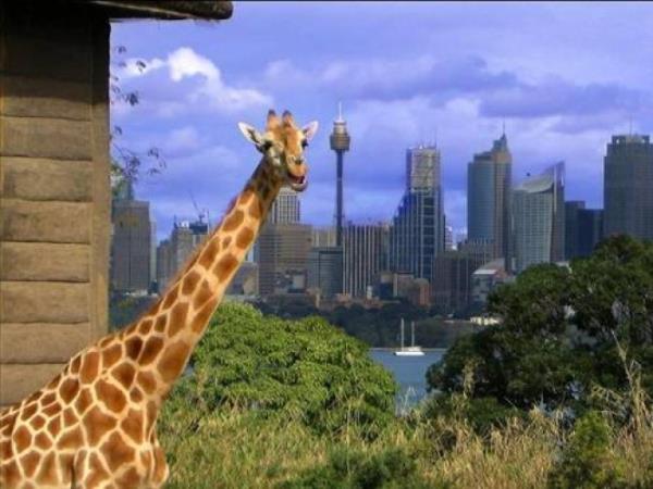 Avusturalya, Yeni Zelanda, ABD, Asya ve Avrupa'daki dnyaca nl hayvanat bahelerinden ve hayvanlar aleminden arpc grntler..