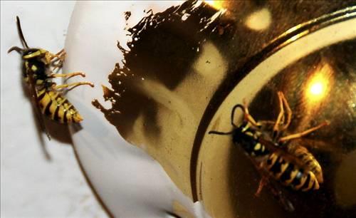 <p><b>Eekars bal yapar m? </b></p>  Hayr. Eekarlar yalnzca iek zlerini emer ve ve bu z yavrularn beslemek iin de kullanr.