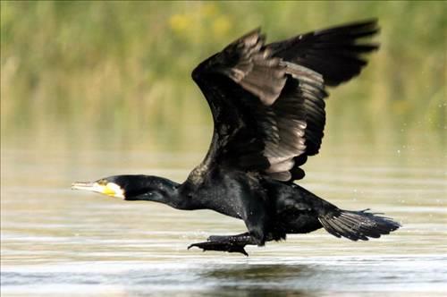 <p><b>Kular gerekten slanmaz m? </b></p>  Kular gagalarnda rettikleri ya alarak tylerine srer. Bu da suyun ya geerek tylere ulamasn engeller. Yani ku tyleri suya dayankldr.