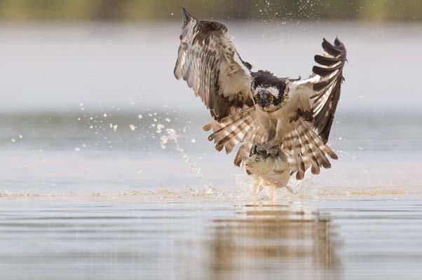 Bir kartaln metrelerce ykseklikten su altndaki bala yapt pikeyi, bal yakalamasn ve sudan ekip gtrmesini kare kare grntledi...