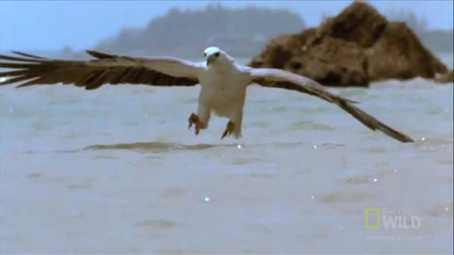 Avnn peine dt ve istediini elde etti...