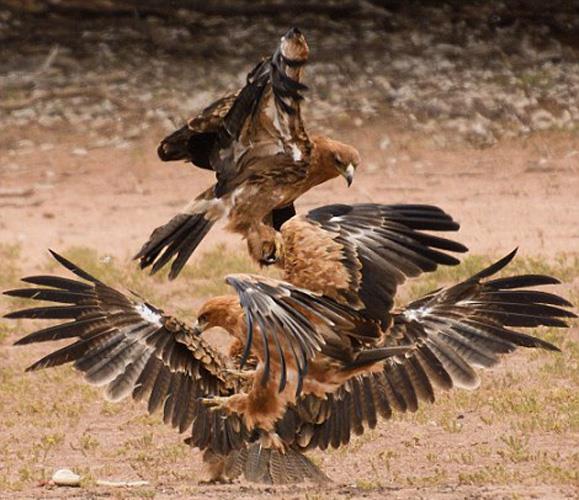 Ylan peneleriyle skca kavrayan kartaln, avn brakmaya hi niyeti yok...