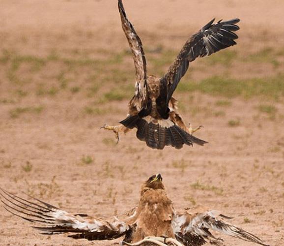 Tm saldrlara ramen a kartal, avn bir an olsun brakmad, ve dier iki kartalla mcadele etmeye devam etti...