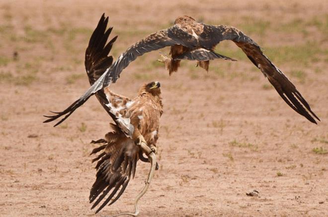 Paylalamayan bu ylan iin kartallar aras amansz bir mcadele balyor...