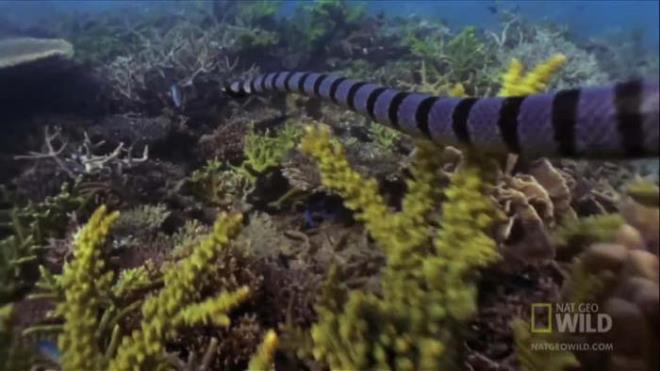 Ylan yakaladktan sonra yuvasna gtren kartaln yavrularn doyurma anlar kameralara ite byle yansd...