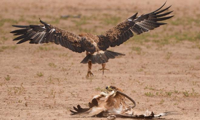 Bu anlar yaanrken fotoraf Anja Denker, olayn ok hzl olup bittiini ve bu srada arka arkaya hi durmadan fotoraf ektiini syledi.