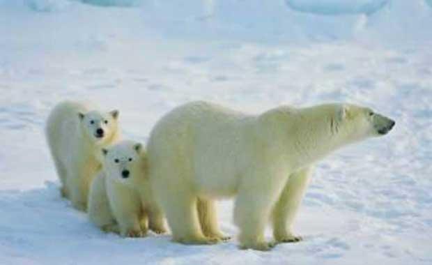 Kutup aylar solaktr.