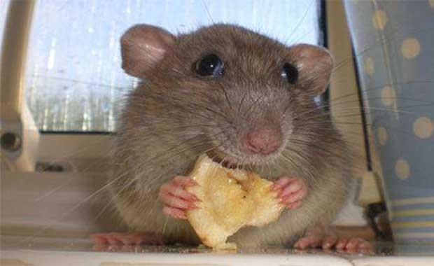 Kedilerin ve farelerin %50'si solaktr.