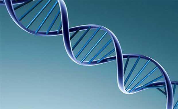 Yaplan almalara gre LRRTM1 adl genin solakla sebep olduu anlalmtr.