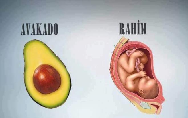 Bir dier ilgin bilgi ise udur: Avokadonun bir iekten meyveye dnmesi, bir bebein ana rahminde gelimesiyle ayn srede, yani 9 ayda gerekleir.