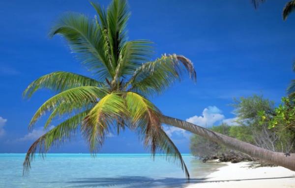 Geen yln Kurban Bayram'nda 650 kiiyi yurtdna gtrdklerini ifade eden Tuncel, "Bu ylki bayramda ise imdiye kadar 1.200 kiiye sat bitirdik.