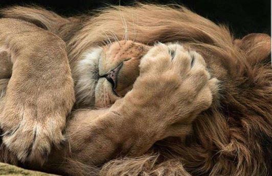 Deniz Akkaya<br>  Baz sabahlar sabah 4.30da kalkp spor yapmak benim gibi gibi bir aslan iin epey zor oluyor ama yinede kalkp stanbul'un o en gzel halini iime ektim.sira sizde!baz gnler baz eyleri yapmak zor gelir ama hedef ve amalar dorultusunda hareket eden yani erken kalkan yol alr dostlar.