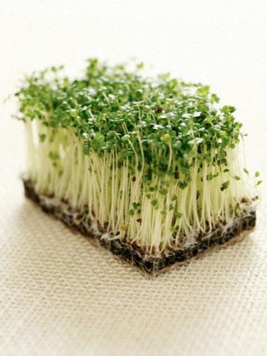 Brokoli filizi "Go Green Get Lean" kitab�n�n yazar� Doktor Kate Geagan, "�� g�nl�k brokoli bitkisi, kansere kar�� koruyucu s�lforafeni olgun olan�ndan 50 kat daha fazla i�erir; hem de ac�ms� bir tat hissettirmeden" diyor. Neler yapabiliriz? Sandvi�, wrap, pizza, f�r�nlanm�� patates, sulu yemekler, soteler ve akl�na gelebilecek her yerde kullanabilirsiniz. Macro Center, Real ve Metro marketlerde Fresh Garden markas�yla kolayca bulabilirsiniz.