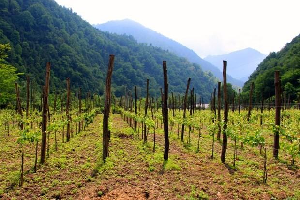 Batum ic&#807;in u&#776;zu&#776;m bag&#774;lar son derece o&#776;nemli, o&#776;zellikle krsal kesimde ilerlerken pek c&#807;ok u&#776;zu&#776;m bag&#774;na rastlarsnz