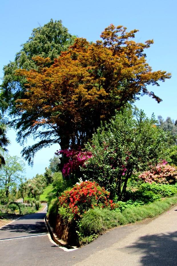 Batum Botanik Bahc&#807;esi du&#776;nyann en bu&#776;yu&#776;k ikinci botanik bahc&#807;esi s&#807;ehrin mutlaka gezilmesi gereken, pek c&#807;ok endemik bitkiye de ev sahiplig&#774;i yapan bir ac&#807;k hava mu&#776;zesidir