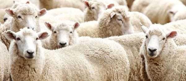 Kurban kesilirken hayvan dilini d��ar� ��kar�rsa kurban sahibi o y�l i�erisinde �l�r.