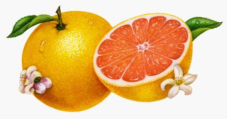 Greyfurt Yemekten �nce yar�m greyfurt yiyerek ya da bir bardak taze s�k�lm�� greyfurt suyu i�erek ba�ka bir �nlem almadan �� ayda 1.5 kilo verilebildi�i ortaya ��kt�. Greyfurtun i�indeki fitokimyasallar ins�lin seviyelerini d���rerek i�tah� azalt�yor.