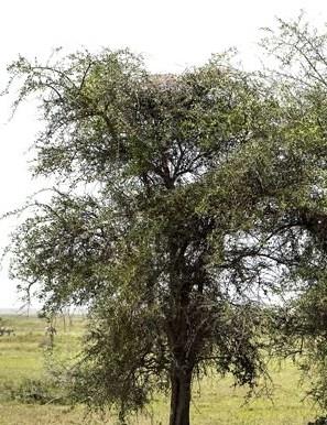 lk bakta gzel bir doa manzaras gibi grnen resimdeki leopar grdnz m? Fotoraf, Dou Afrika lkesi Tanzanya'nn Ndutu safari alannda ekildi.