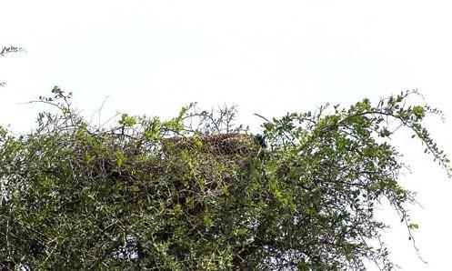 Muhtemelen sadece kartal gibi gzlere sahip olanlarmz, fotoraf dikkatle inceledikten sonra, yapraklarn arasna gizlenmi "vahi kedi"yi fark edecek.