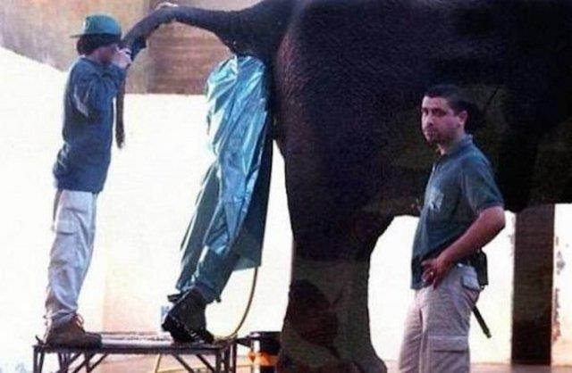 Dnyann en zor meslekleri  Fil Bakcl