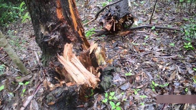 Daha nce sadece doadaki malzemeleri kullanarak ev, ocak, odun kmr ve yay yapan adam bu sefer bakn ne yapt...