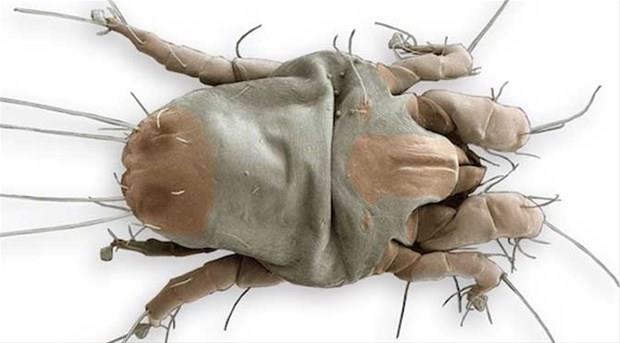 Kendisi �ok k���k. Peki ne var bunda korkacak derseniz, bunlardan 1.500.000 tanesinin �st�n�zde gezindi�ini d���n�n!