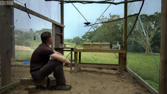 Kargalar zerine aratrma yapan Dr. Alex Taylor, bu hayvanlarn zekalarn bir bulmaca zerinde gsterdi.