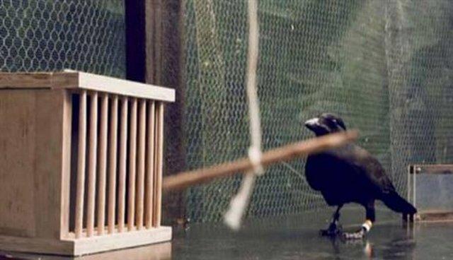 BBC belgesel kanalnda yaynlanan bir belgesel, kargalarn zekasn ve alet kullanabilme becerisini gzler nne serdi.