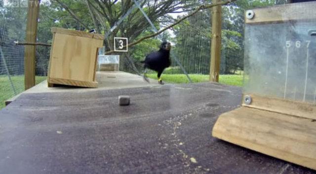 Taylor, Kaledonya kargas zerinde yaptklar aratrma hakknda, &#8220;Yemei elde etme yntemleri sandmzdan daha farkl bir istihbarat almasna dayanyor.