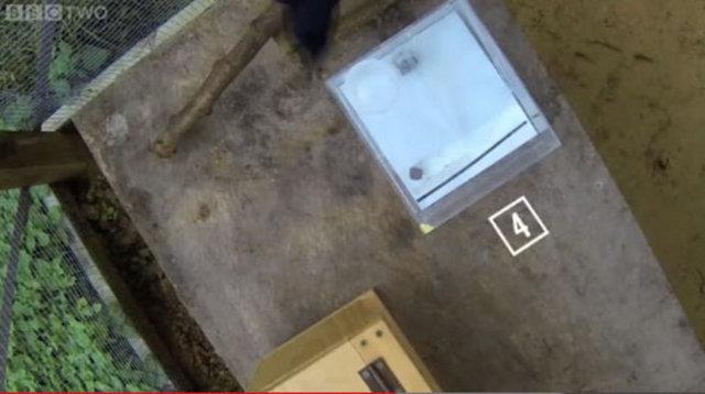 Bulmacada karga kutularn iinden ald arlklar beyaz bir kutuda topluyor. Kutu belirli bir arla ulanca kapa alyor ve karga iindeki uzun ubuu alyor.