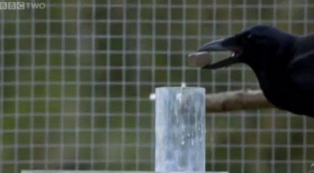 Kargalar, dnyay modellemek iin stn alg yeteneklerini kullanmak yerine, sahip olduklar sinir a, gerekletirdikleri eylemlere en doru ekilde tepki veriyor. Bu sayede dier ku trlerinin zemedii problemlerin stesinden geliyorlar&#8221; dedi.