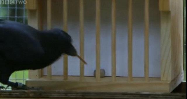 Taylor, &#8220;Karga ve papaanlarn ipin ucundaki yemei kendilerine ekerek veya bir nesne kullanarak elde ederken plan yapmadn grdk.