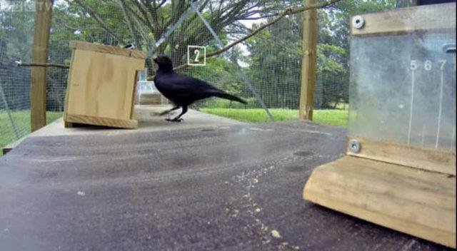 Yaptmz yeni aratrma, kularn eylemlerini kafalarnda kurduklarn deil, eylemlerine tepki gstererek devam ettiklerini ortaya koydu&#8221; dedi.