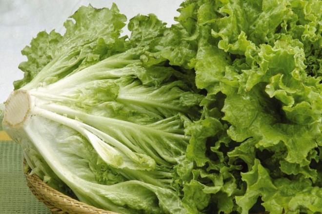 Yere yakn, kirin ve kumun yapraklar arasnda birikebilecei ekilde byyen marullar, manavlara gidene dek bir miktar bakteri kaparlar.