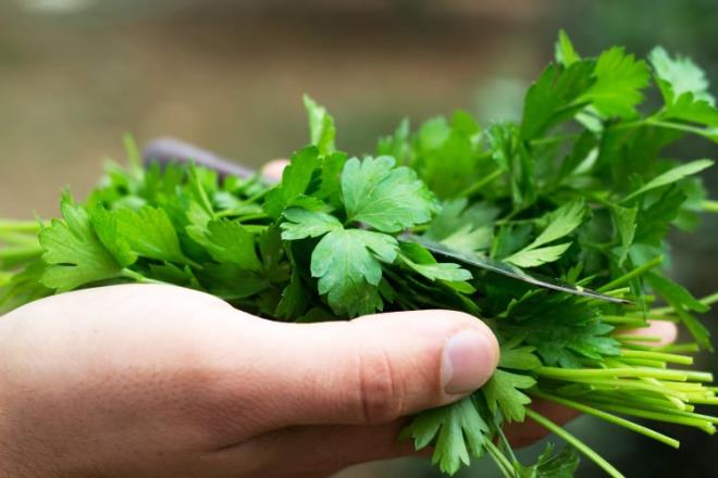 Ve kk yapraklarn kompleks yaplar ve saylar, dzgn ykamay gletirebilir.