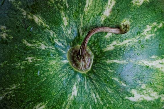 4- Sapna Bakn.<br>Karpuzun sapna bakarak olgunlap olgunlamadn anlayabiliriz. Eer sap kuruysa karpuz olgundur ve alnabilir. Ancak sap kuru deilse o karpuzu kesinlikle almayn. Muhtemelen erken hasat rndr.