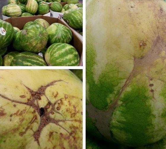 5- atlaklara Dikkat Edin.<br>Karpuzun atlak ksmlar rmcek ana benzer. Eer rmcek ana benzer ekilde atlaklar olan bir karpuz grdyseniz onu hemen aln. Yine karpuzdaki minik noktalar da iyi olduunu gsterir. nk arlar buraya mutlaka uramtr.