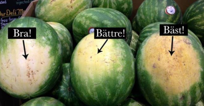 1- Beyaz blgelere bakn.<br>Hemen hemen her karpuzda byk ve beyaz bir blge vardr. Buralar aslnda karpuzun toprak stnde bekledii yerlerdir. Birok renkte olabilir. Sar renge alanlar tercih edin.