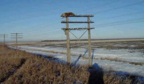 2004 ylnda Kanada Manitoba'da ekilen bu fotorafta, 7.6 metre yksekliindeki elektrik direinde bir geyik mahsur kald. Bu fotorafla ilgili birka hikaye var: Birincisi geyie bir trenin arpt ve geyii direin tepesine frlad, dieri de evredeki birka muzip insann byle birey yapm olduu