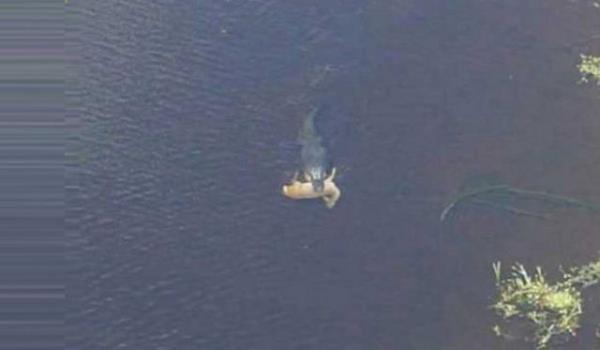 2004'de internette gezinen bu fotorafta bir timsah aznda geyik tayor. Louisiana'da Cross Gl'nde ekilen bu fotoraf grenleri ok etti, nk Cross Gl kamuya ak bir aland. Bazlar ise resimin Alabama'da ekildiini syledi. En son ise, Gney Georgia'da ekildii sylentisi yayld. Gney Georgia'da nadir de olsa insanlar timsah gryorlard, fakat yemek iin geyik tad pek grlm birey deildi.