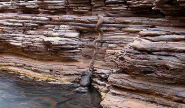 Fotoraf, 2005 ylnda Avusturalya'da bir piton, sudan kanguruyu kard srada ekildi. Bazlar ise onun bir inek olduunu sylemektedir.