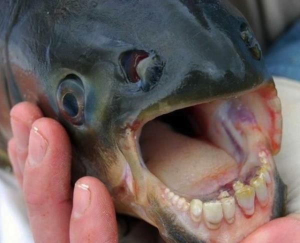 nsan dilerine sahip olan bir balk