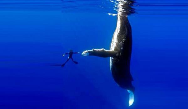 2009'da kameraman Marco Queral, 16 metre uzunluundaki dii bir balinann Hawaii aklarnda birok fotorafn ekti. Bu fotoraf ise Queral'in bir dalg arkada tarafndan ekildi ve resimdeki de Marco Queral'dir. Fotorafta balinaya dokunmaya alan Marco'ya, balina da yzgecini uzatarak cevap veriyor.