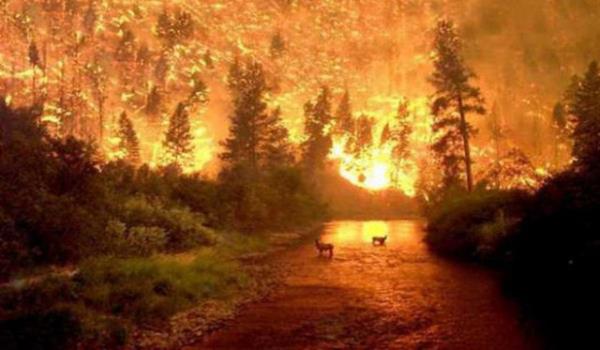 6 Austos 200 tarihinde, Montana eyaletinin batsndaki Bitterroot Orman'nda korkun bir yangn balad. John McColgan yaklak 16 bin km2 alann kl olduu yangndan bu kareyi yakalad. Fotorafta geyiklerin alevlerin yaylmasn izledikleri grlebiliyor.