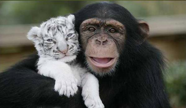 Anjana isimli maymun, Gney Carolina'da nesli tehlikedeki hayvan trlerinin bulunduu TIGERS isimli bir enstitde yayor. Anjana ok kk yalardan itibaren hayvanat bahesindeki grevliye, yavru hayvanlara bakarken yardm ediyor. 2008 ylnda ekilen bu fotorafta da, Anjana bir kaplan yavrusuna bakyor.