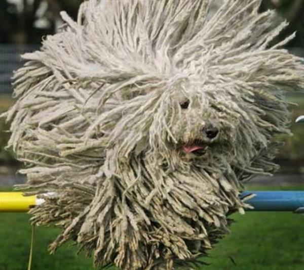 Pofuduk oban kpei zplarken