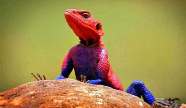 Agamidae familyasndan Agama mwanzae cinsi bu kertenkele Tanzanya, Kenya ve Ruanda'da yayor. 2009 ylnda ekilen bu fotoraftaki kertenkele, rmcek adam karakterine benzemesiyle o kadar popler oldu ki; bu tr insanlarn evlerinde besledikleri birer evcil hayvan haline geldi.