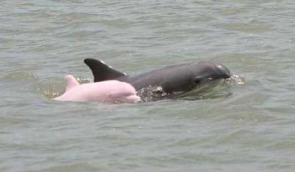 Erik Rue, 2007 ylnn Haziran aynda Louisiana Amerika'da pembe bir yunusun fotorafn ekti. Su alt bilimcisi Dagmar Fertl'e gre bu fotoraf ekilen yunus Amerika'da grlen nc, dnyada grlen ondrdnc pembe yunustur.