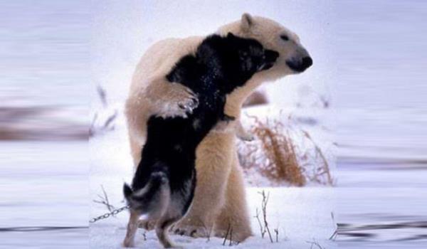 Norbert Rosing 2006 ylnda National Geographic dergisi iin Kanada'daki kutup aylarnn fotoraflarn ekti. Bu fotorafta kutup ays sibirya kurtlaryla oynuyor. lk bata kutup aysnn saldracan dnen Rosing, kutup aysnn tekrar sibirya kurtlarn ziyarete geldiini sylyor.